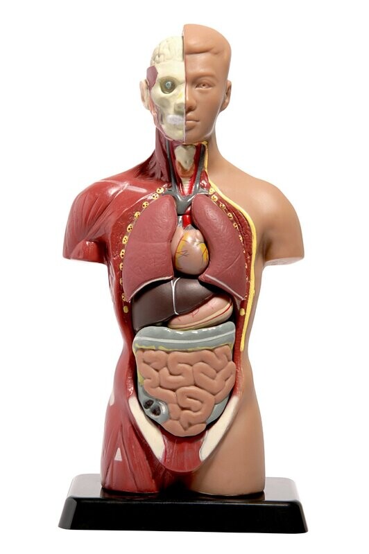 Fasziopathie - des Atmungstraktes Fasziopathie - des Atmungstraktes