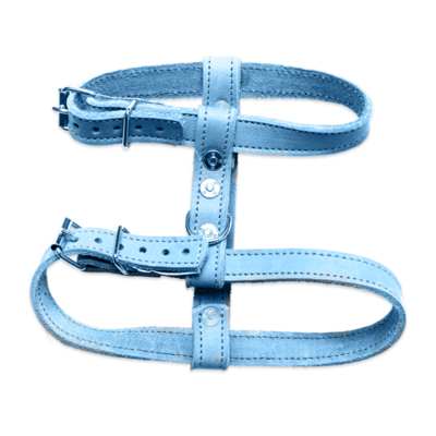 Blue harness