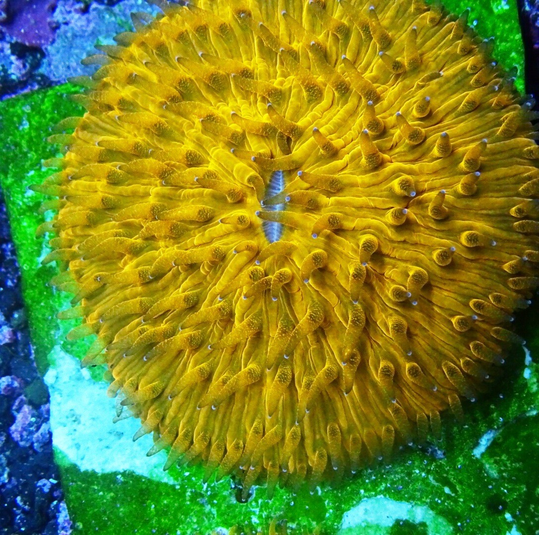 Yellow Fungia Plate 2