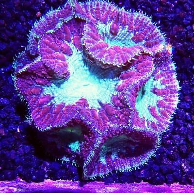 XL OER Purple Nova Blasto Colony