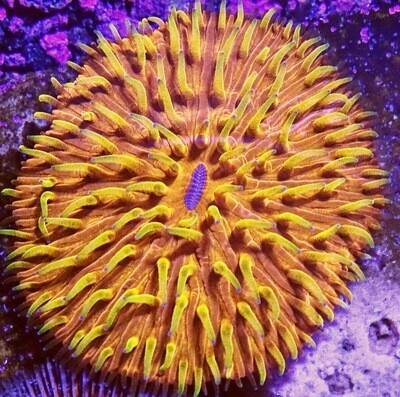 Yellow and orange plate coral
