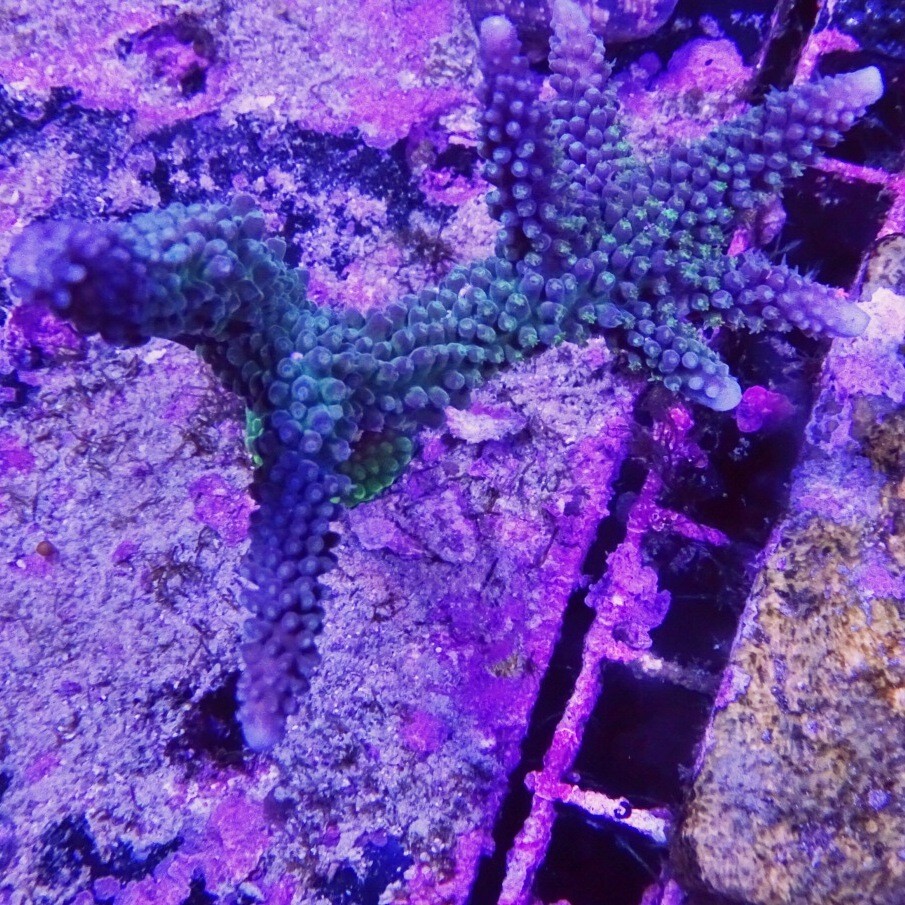 Staghorn Mini colony 4+ IN tall