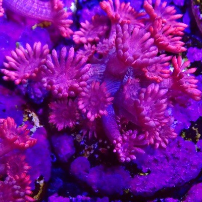 *BF Sale* Hot Pink Goniopora 1