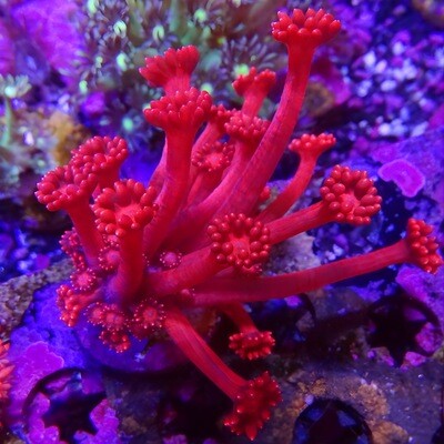 *BF Sale Ruby Red Goni Mini Colony