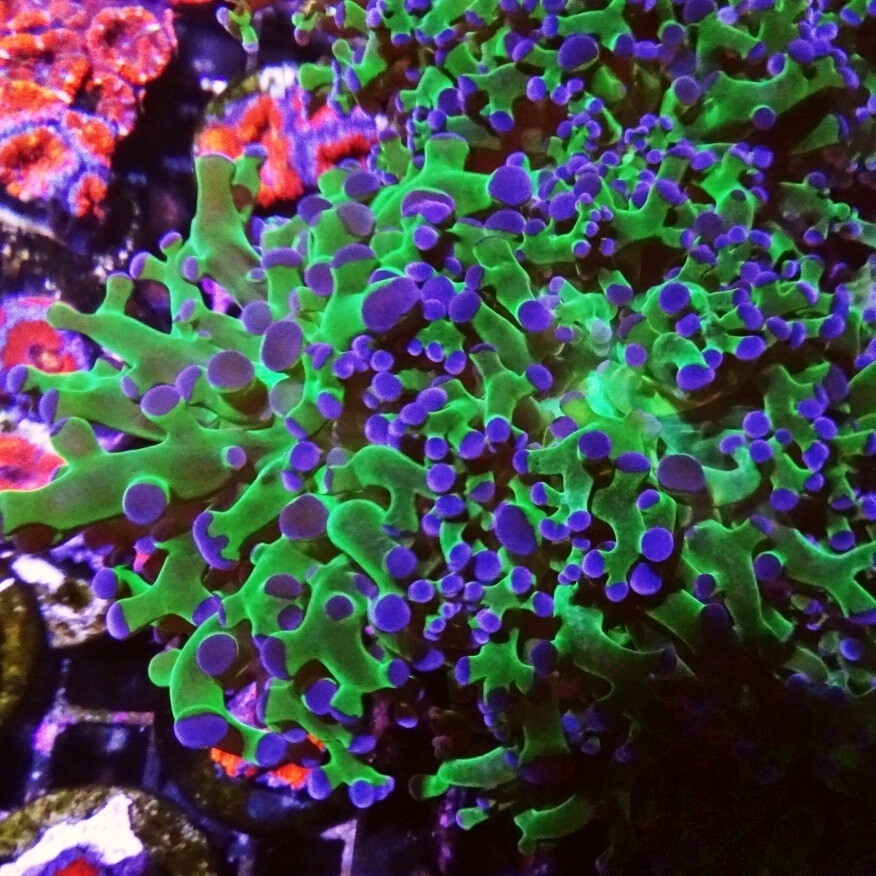 Puple Tipped Frogspawn - 2 heads