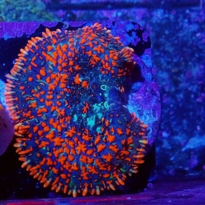 Superman Mushroom coral