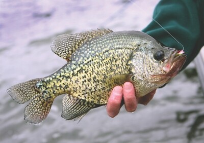 Crappie Lures
