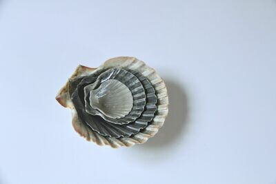 Nesting Shells