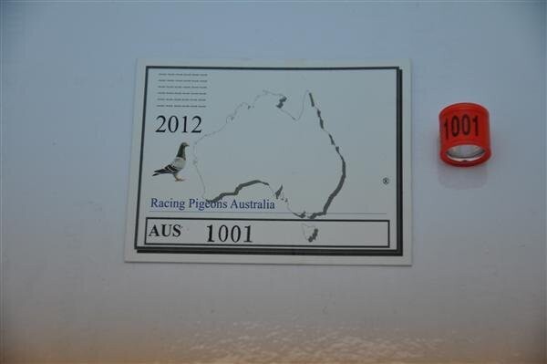 Racing Pigeons Australia 2025 life rings with ID Card