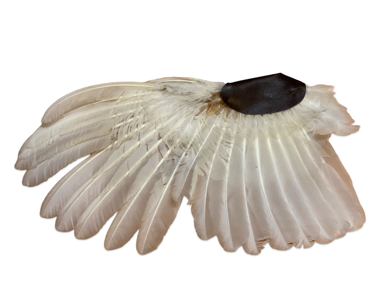 Smudgefan - Paduan hen - white
