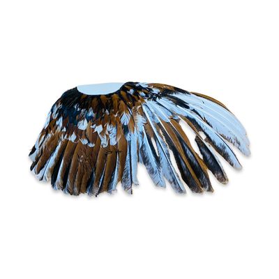 Smudgefan - Baardkuifhoen