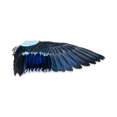 Smudgefan - eend - 34cm