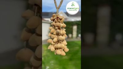 Seedpod rattle XXL with handle - Tobillera / Kenari seeds