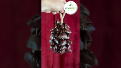 Seedpod rattle XXL with handle - Entada seeds