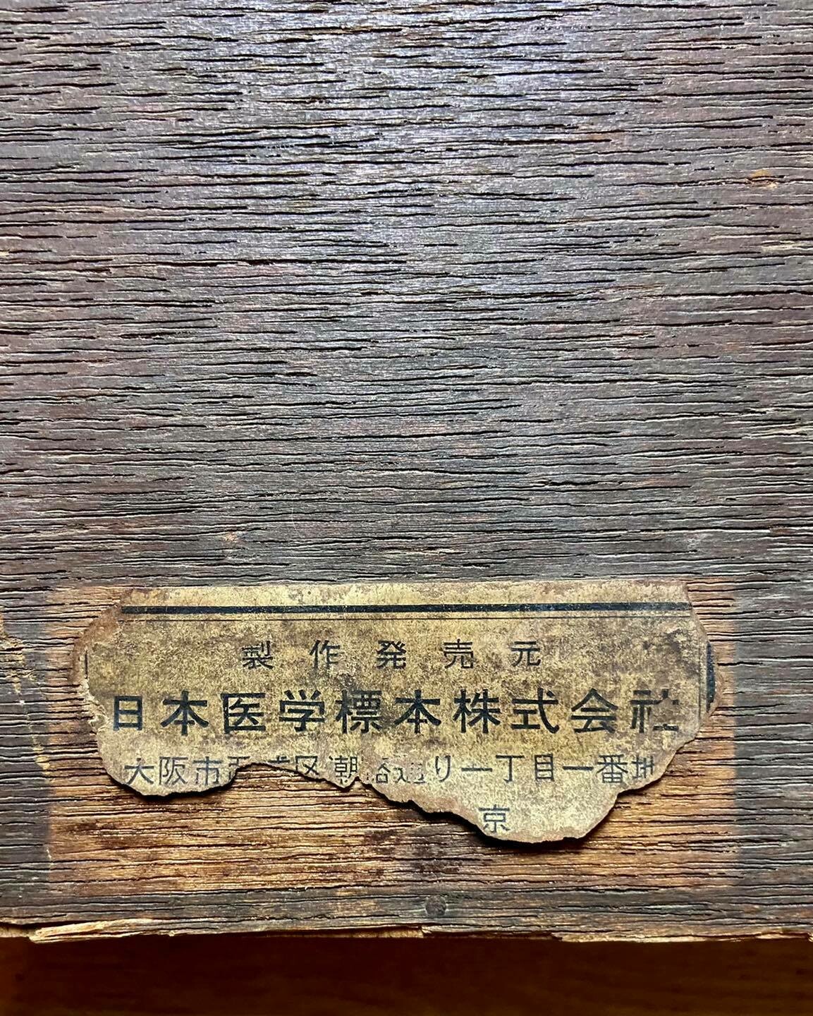 Medical display: wax models of dental diseases