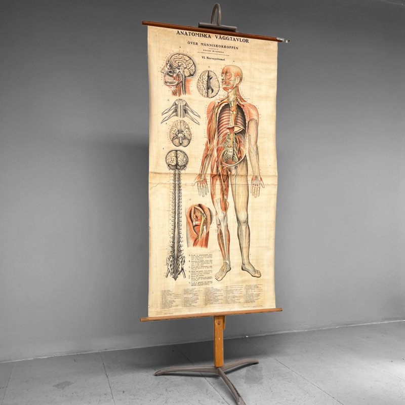 Anatomical Wall Card: The Nervous System, Sweden, 1950s-60s
