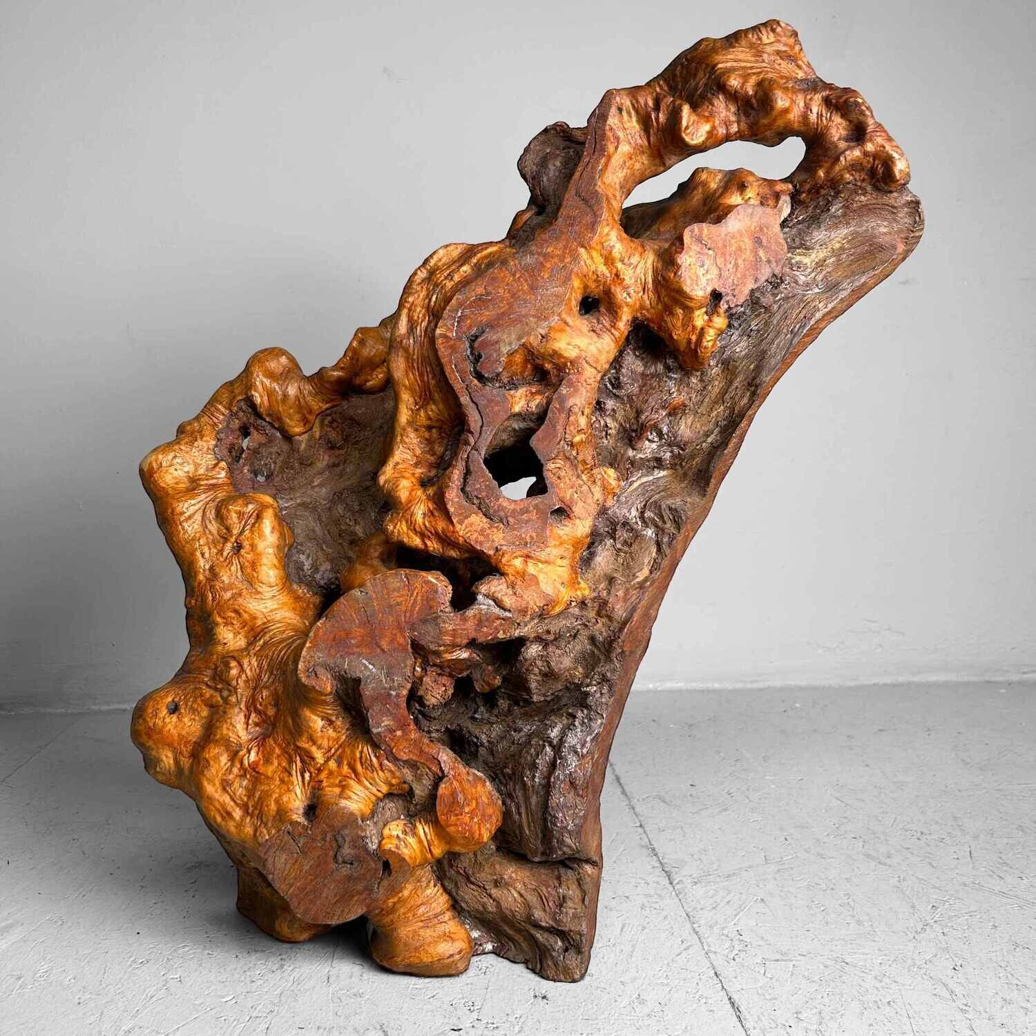 Decorative Yakusugi (屋久杉​)​ Burl Wood from Japan, 1950s