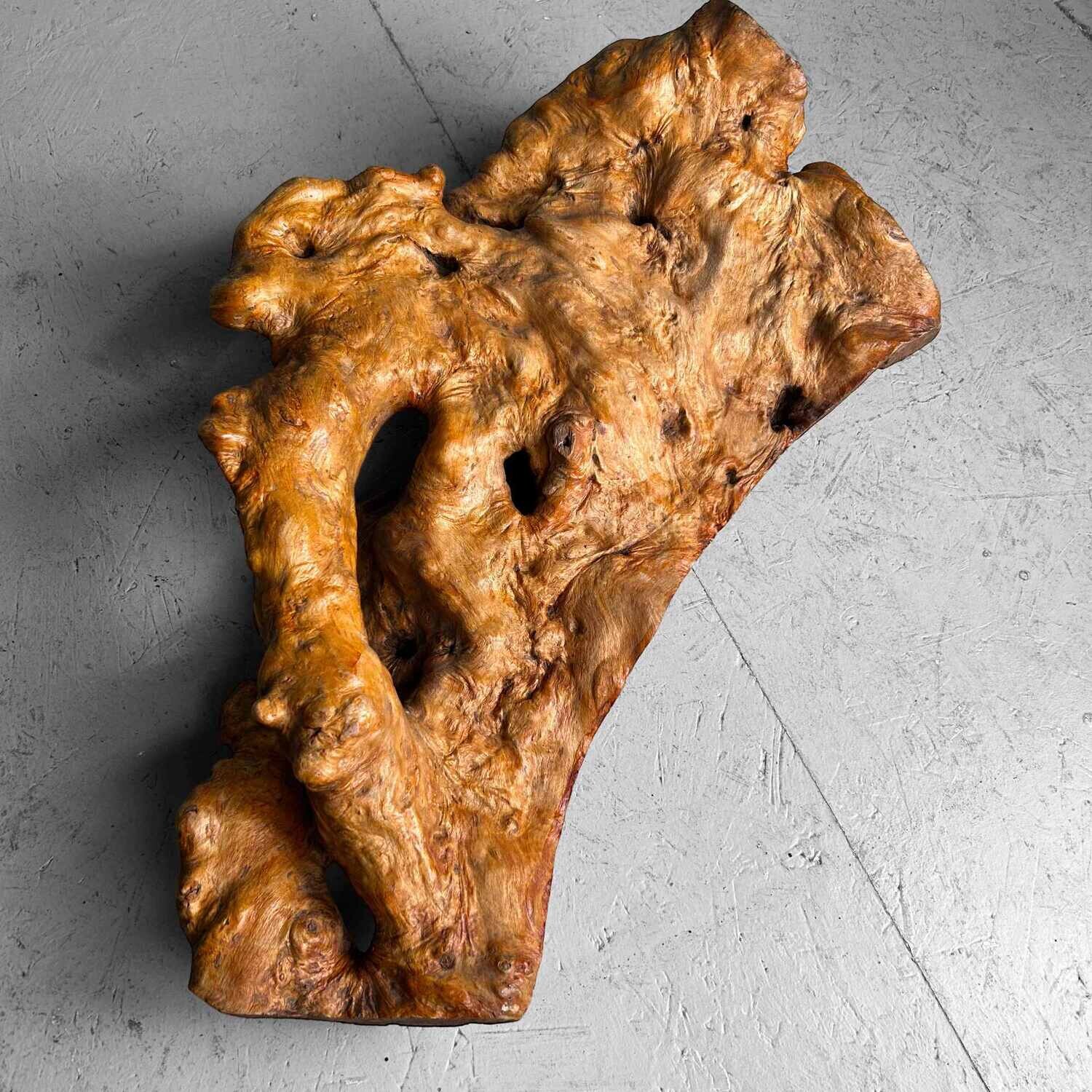 Decorative Yakusugi (屋久杉​)​ Burl Wood from Japan, 1950s