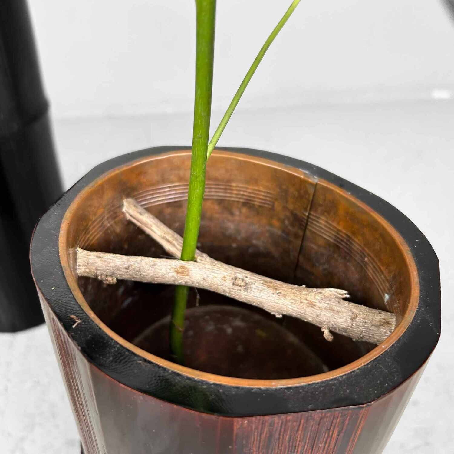Mid Century Bamboo Ikebana Set , Circa 1950s, Japan