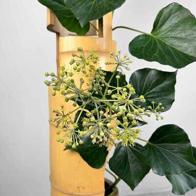Mid Century Bamboo Ikebana "San-Ju-Giri" Vase, Circa 1950s, Japan
