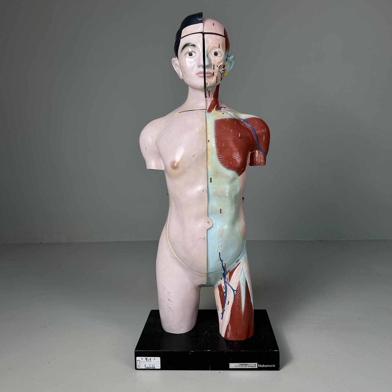 Japanese Anatomical Model 'Nakamura', 1960s-1970s.
