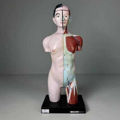 Japanese Anatomical Model 'Nakamura', 1960s-1970s.
