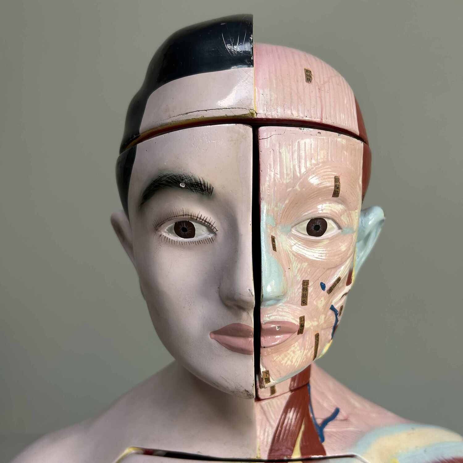 Japans Anatomisch Model 'Nakamura', jaren '60-'70.