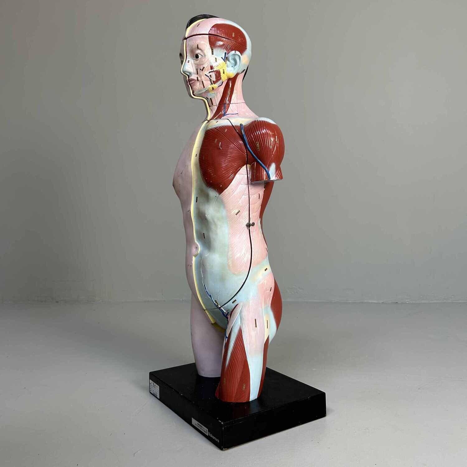 Japans Anatomisch Model 'Nakamura', jaren '60-'70.