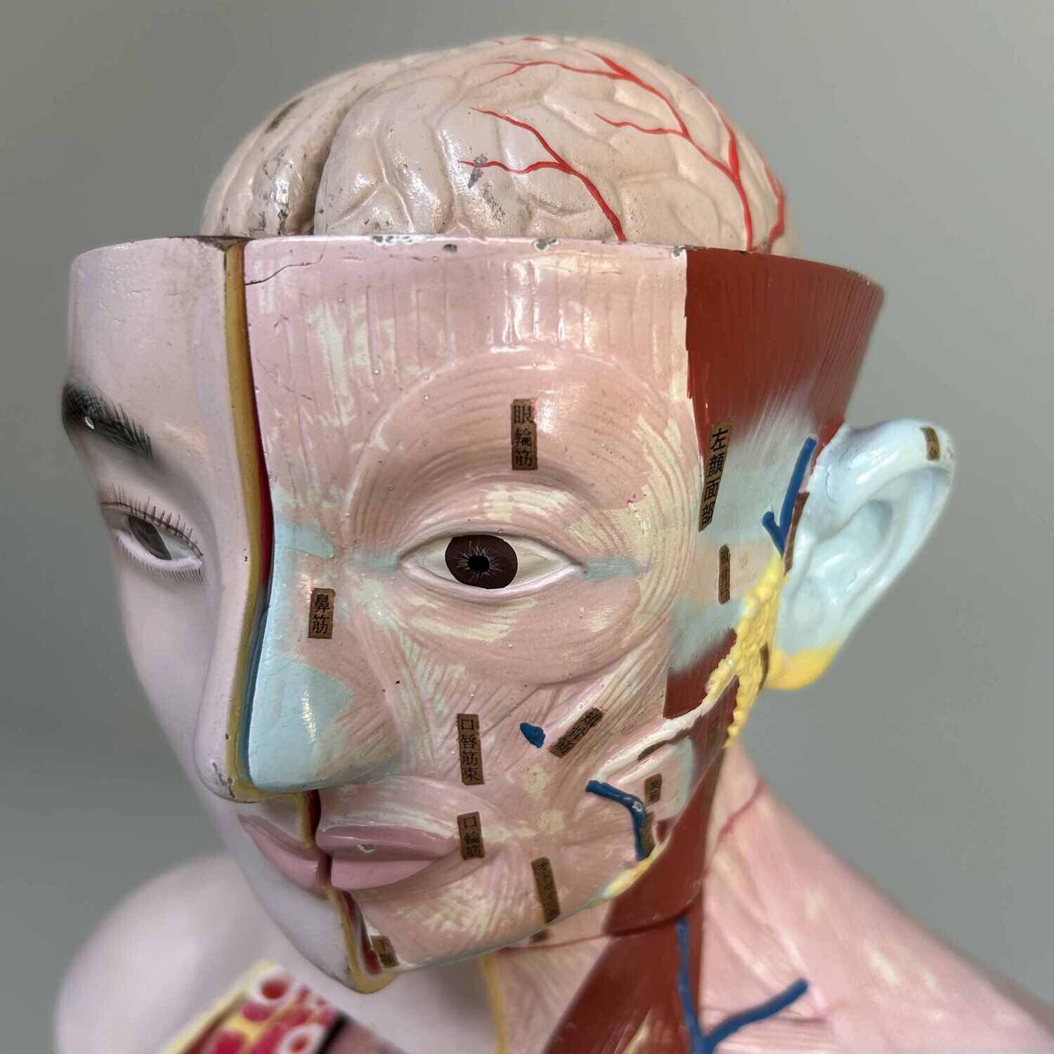 Japans Anatomisch Model 'Nakamura', jaren '60-'70.