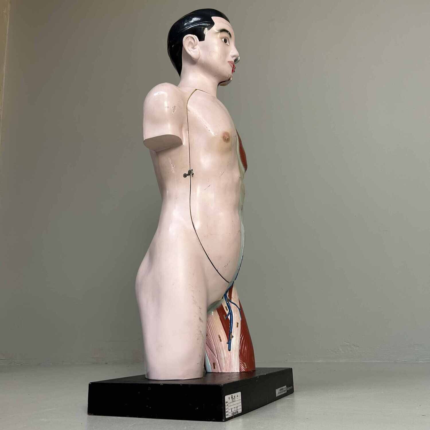 Japans Anatomisch Model 'Nakamura', jaren '60-'70.