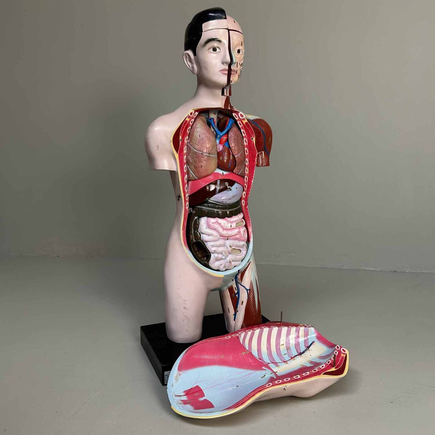 Japans Anatomisch Model 'Nakamura', jaren '60-'70.