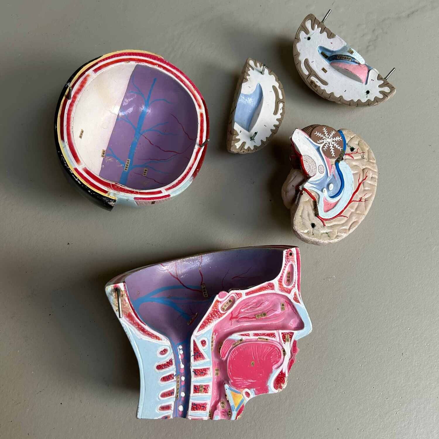 Japans Anatomisch Model 'Nakamura', jaren '60-'70.