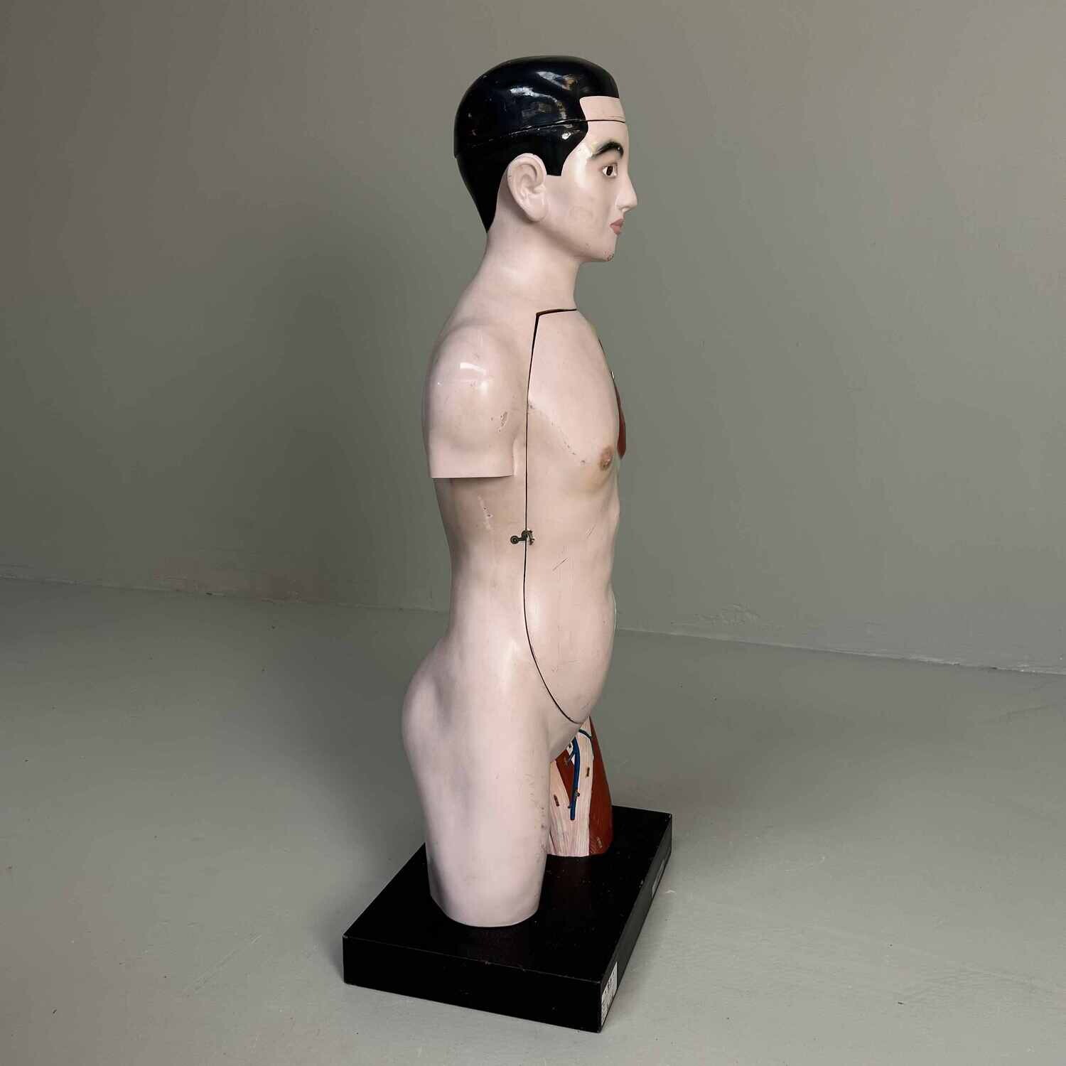 Japans Anatomisch Model 'Nakamura', jaren '60-'70.