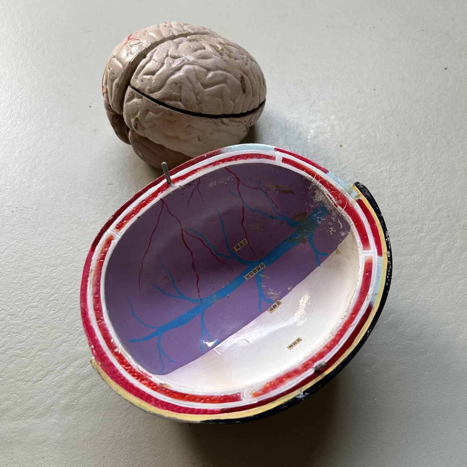 Japans Anatomisch Model 'Nakamura', jaren '60-'70.