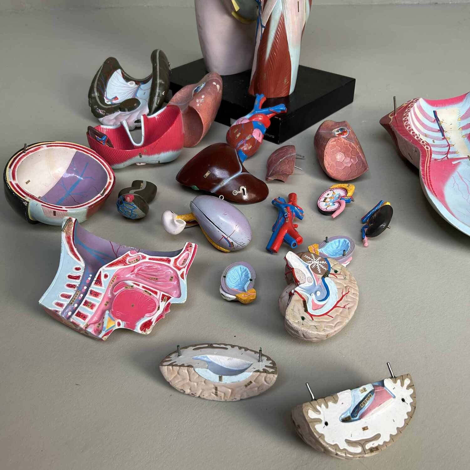 Japans Anatomisch Model 'Nakamura', jaren '60-'70.