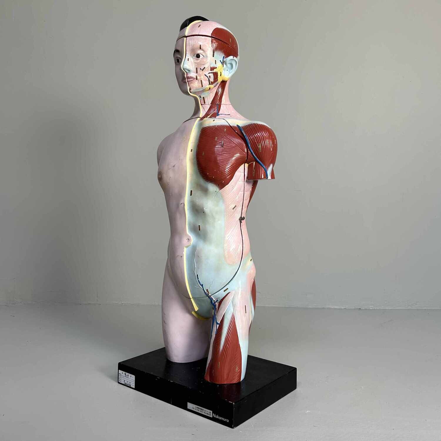 Japans Anatomisch Model 'Nakamura', jaren '60-'70.