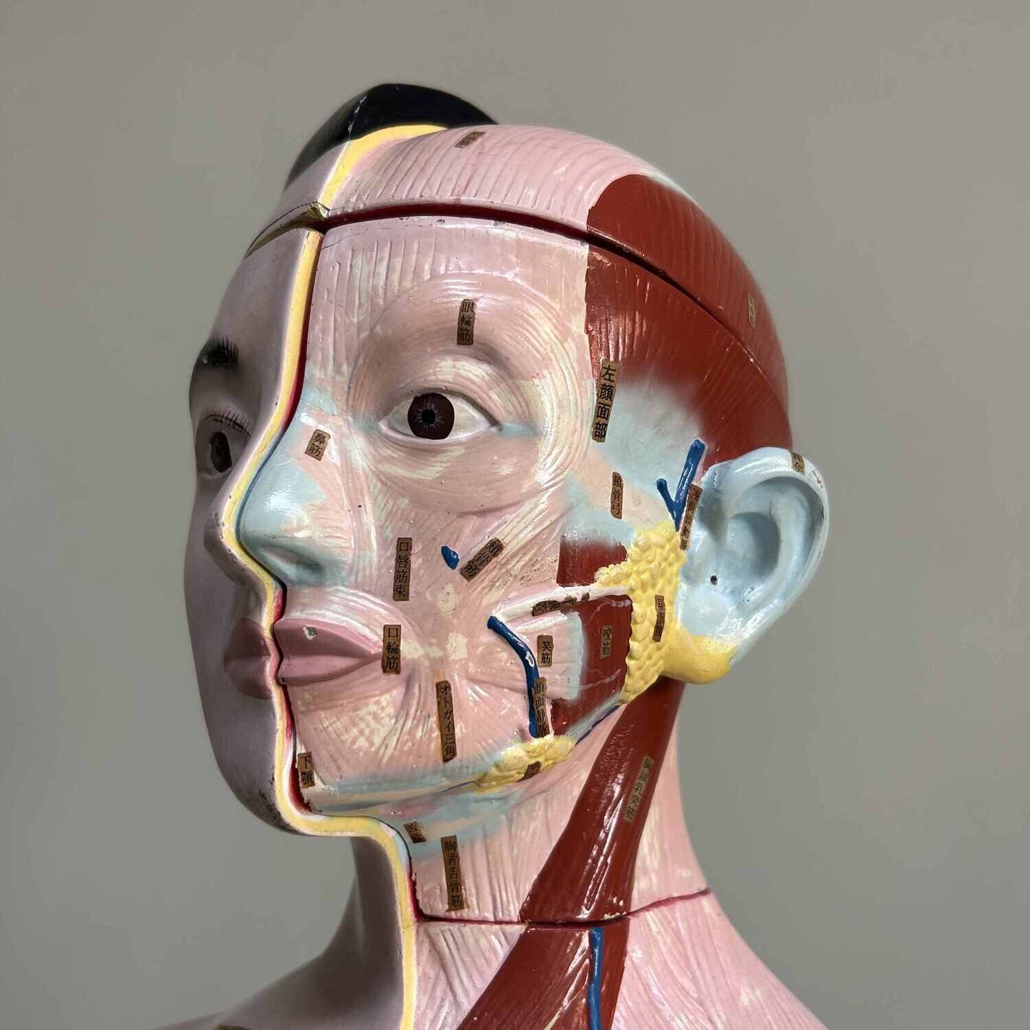 Japans Anatomisch Model 'Nakamura', jaren '60-'70.