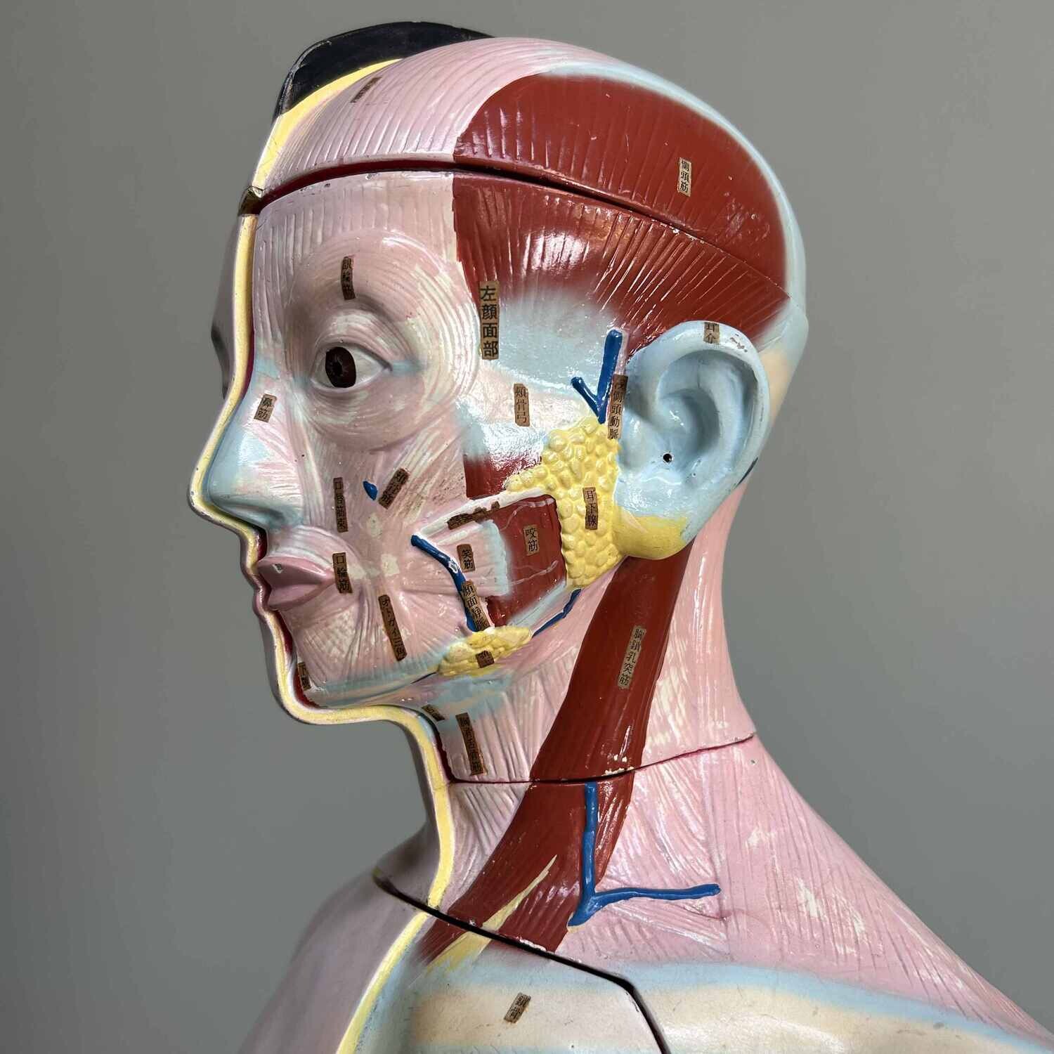 Japans Anatomisch Model 'Nakamura', jaren '60-'70.