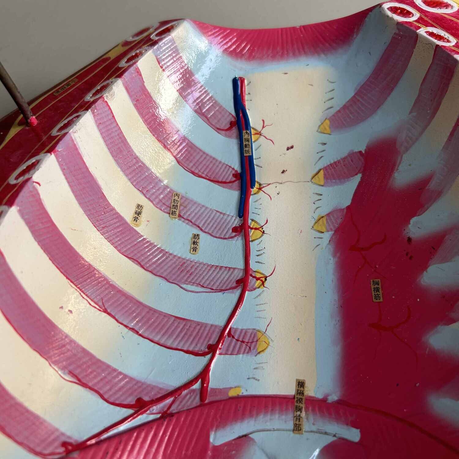 Japans Anatomisch Model 'Nakamura', jaren '60-'70.