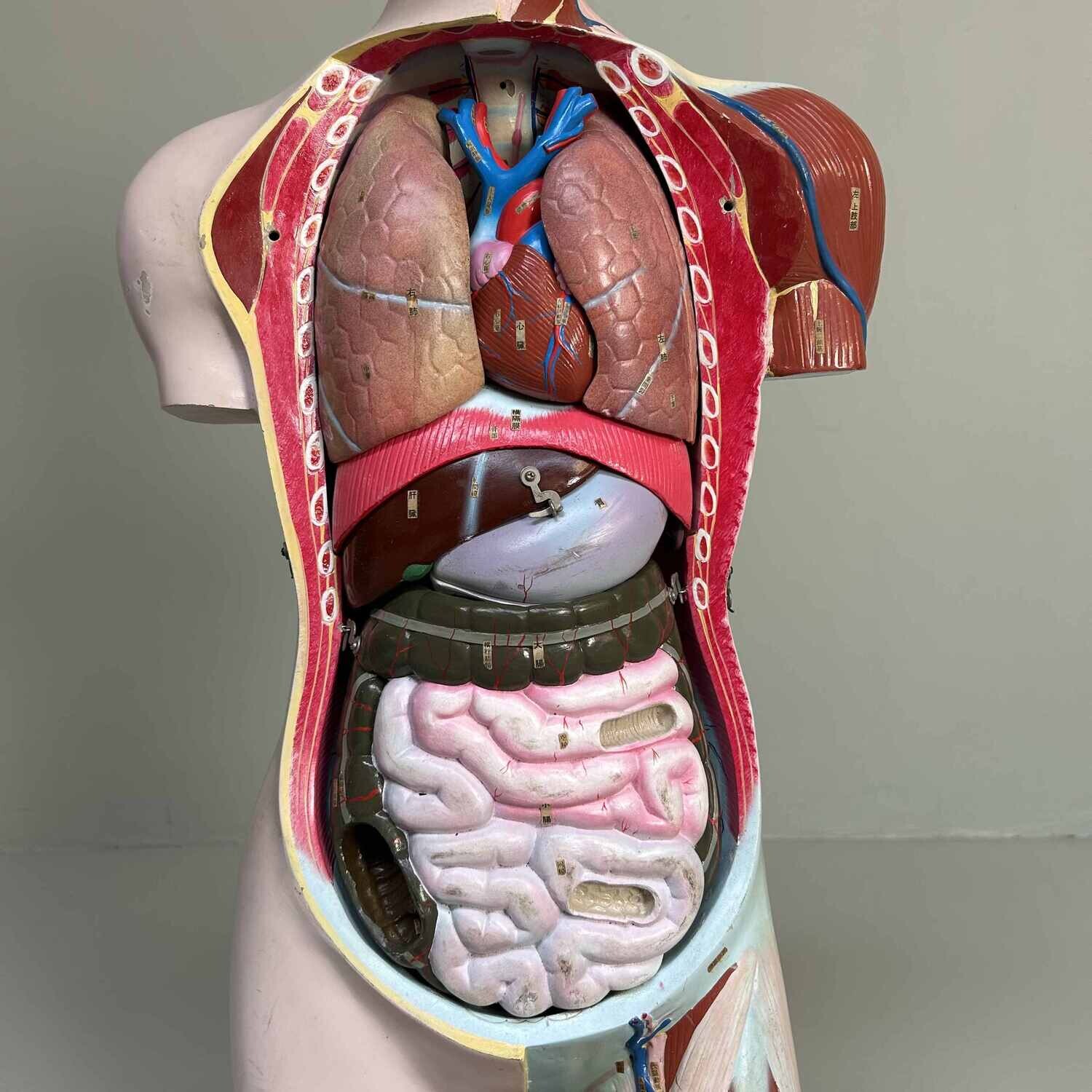 Japans Anatomisch Model 'Nakamura', jaren '60-'70.