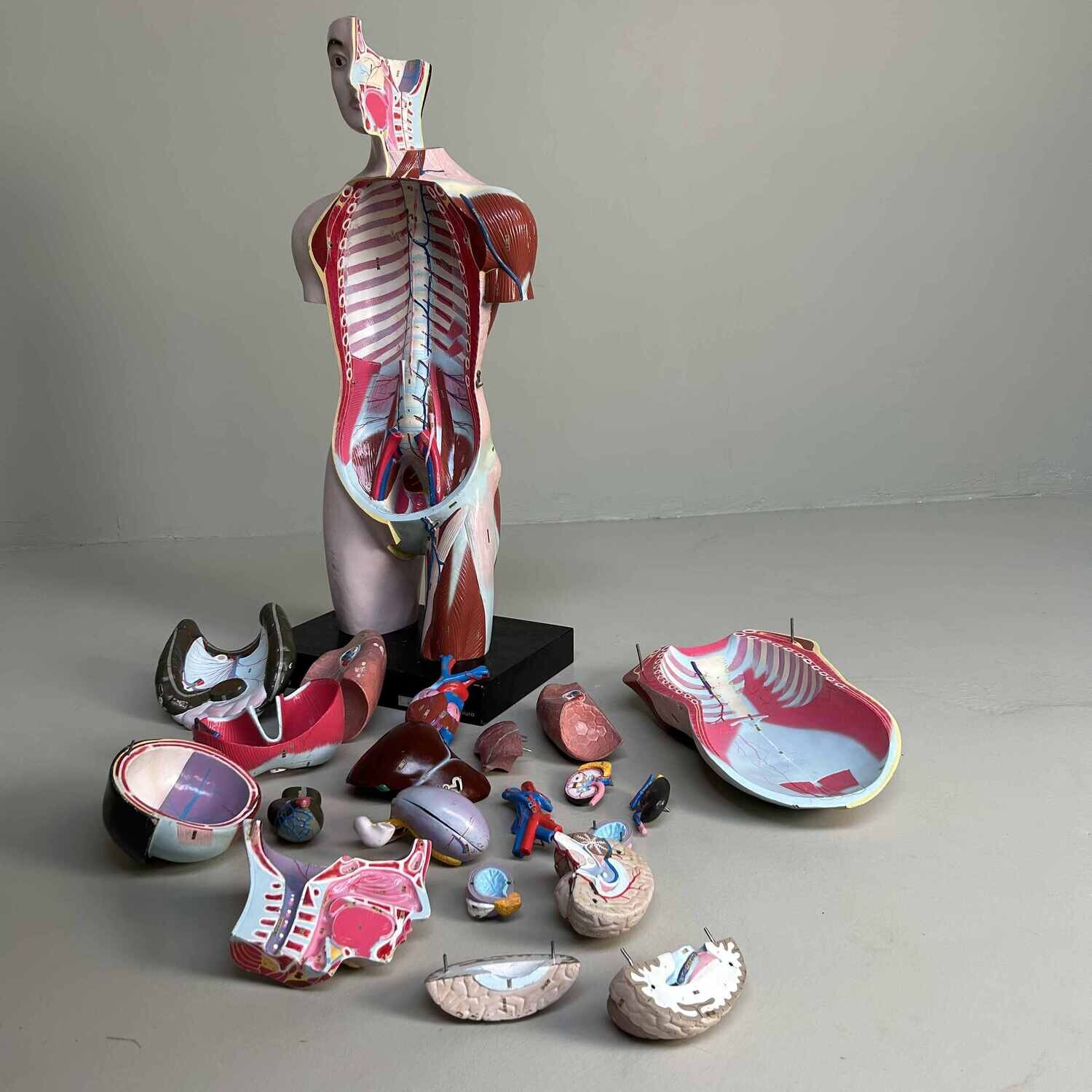 Japans Anatomisch Model 'Nakamura', jaren '60-'70.