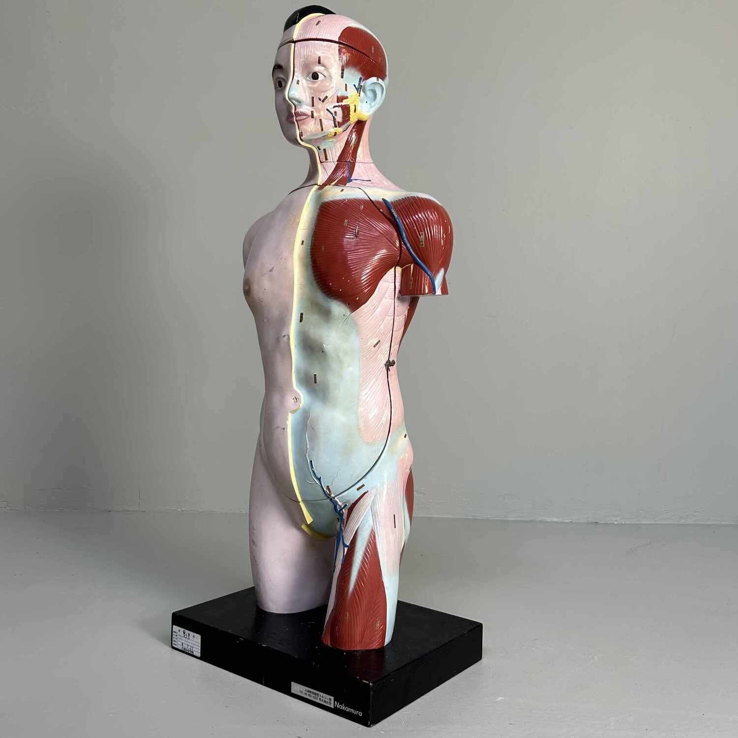 Japans Anatomisch Model 'Nakamura', jaren '60-'70.