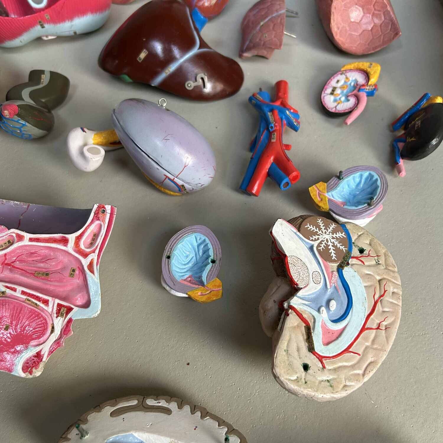 Japans Anatomisch Model 'Nakamura', jaren '60-'70.