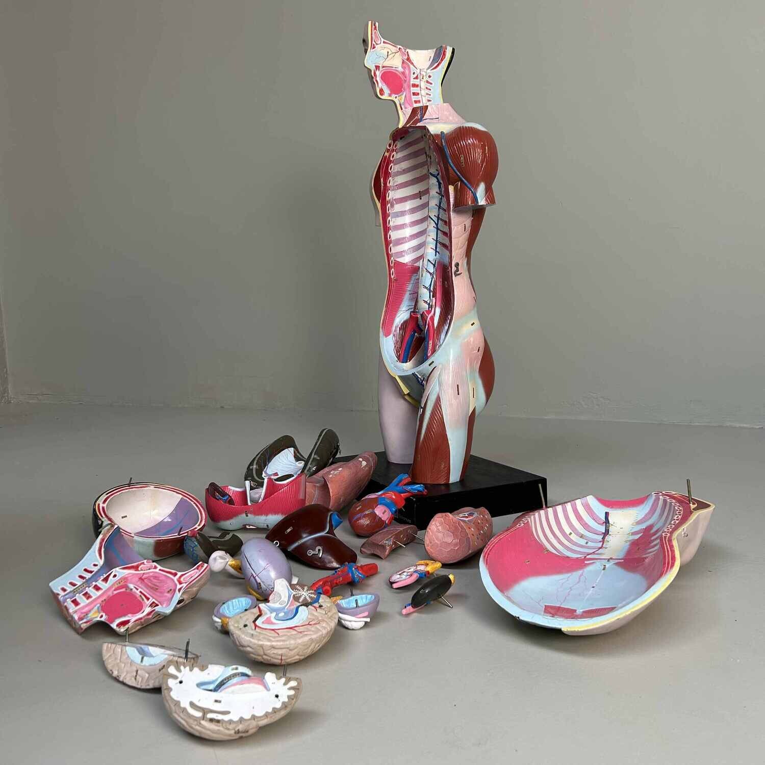 Japans Anatomisch Model 'Nakamura', jaren '60-'70.