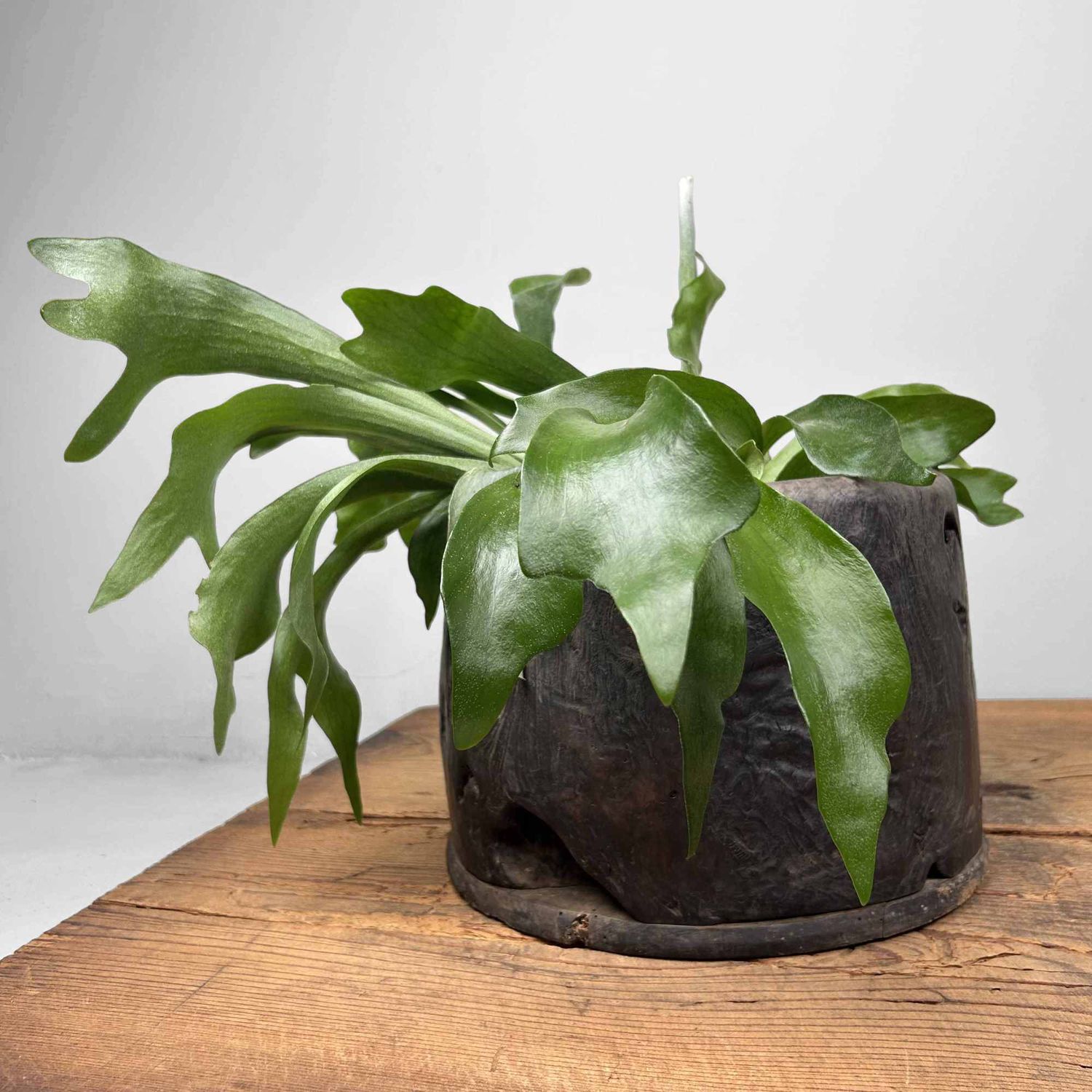 Antieke Hibachi 火鉢 / Japanse Vuurpot, Edo-periode.