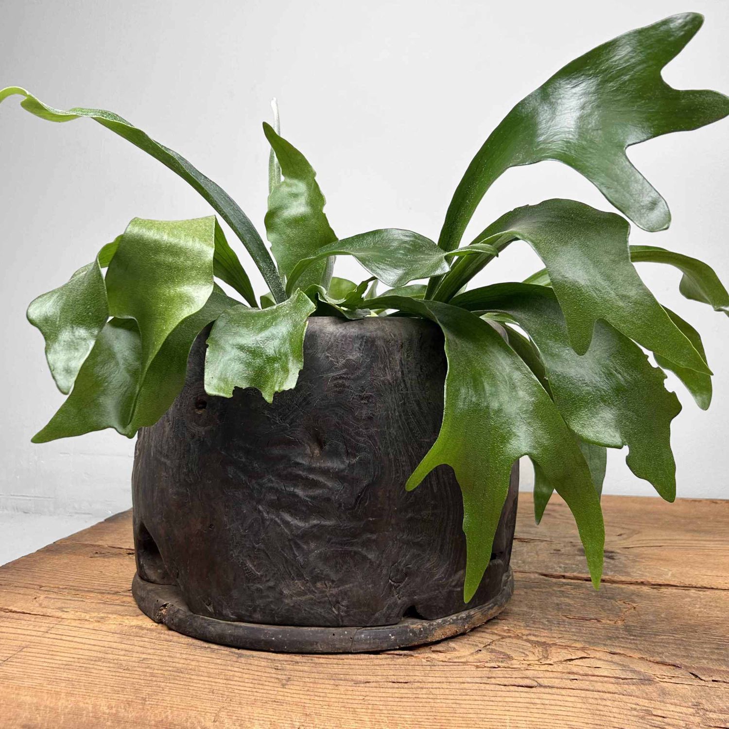 Antieke Hibachi 火鉢 / Japanse Vuurpot, Edo-periode.