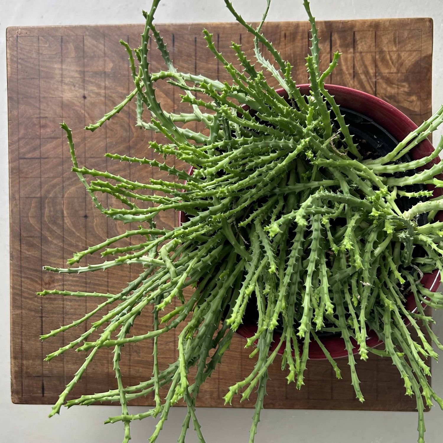 GO spelbord Goban Kaya, Lage Keyaki Houten Tafel, Taishō, Japan.