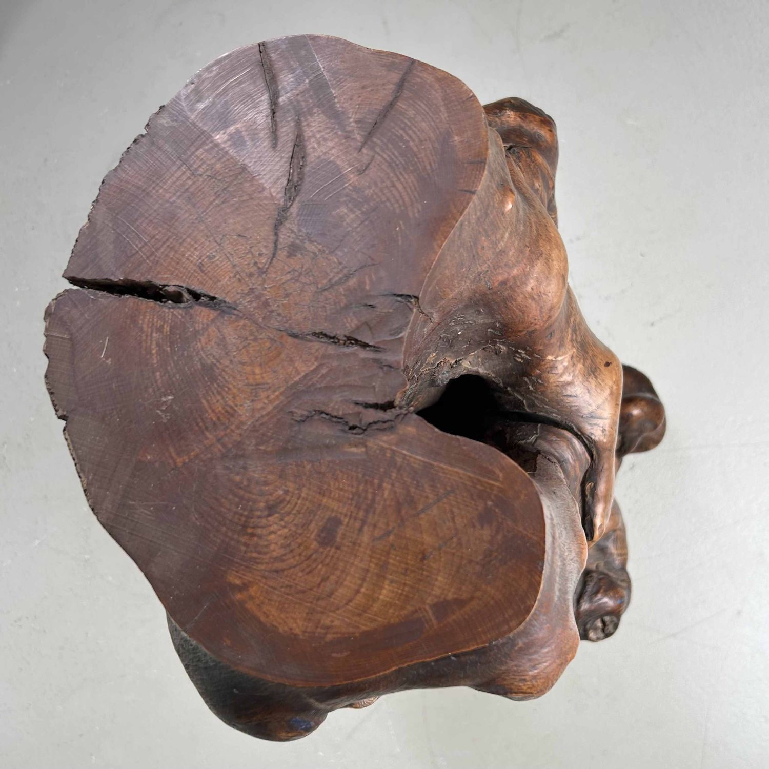 Japanse Burl Wood Decoratie Tsuge (椿), Taishō-periode.