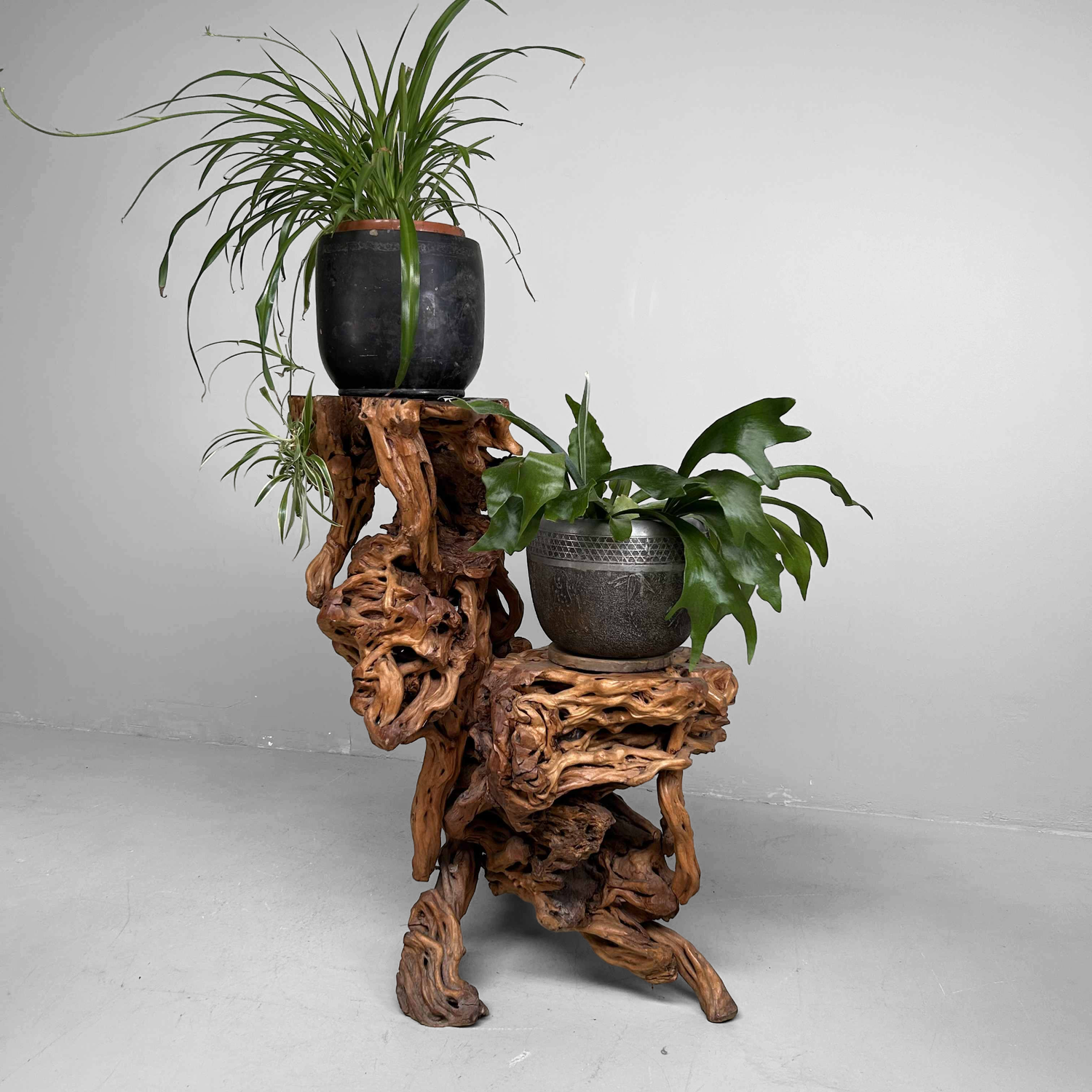 Large Japanese Burl Root Wood Plant Stand, Taisho Era.