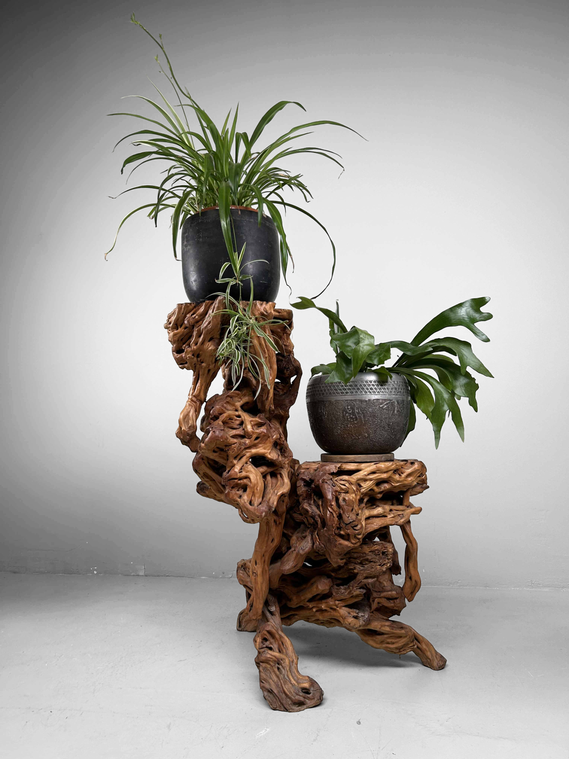 Large Japanese Burl Root Wood Plant Stand, Taisho Era.